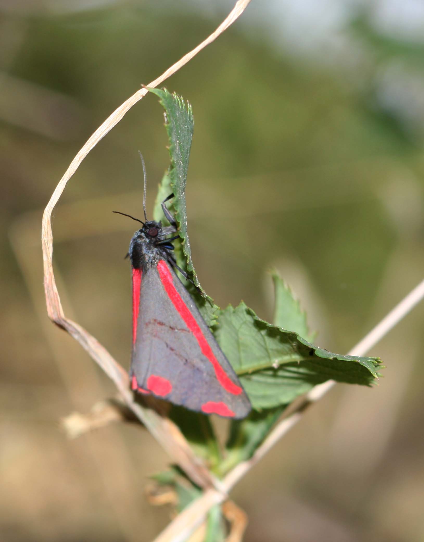 Tyria jacobaeae